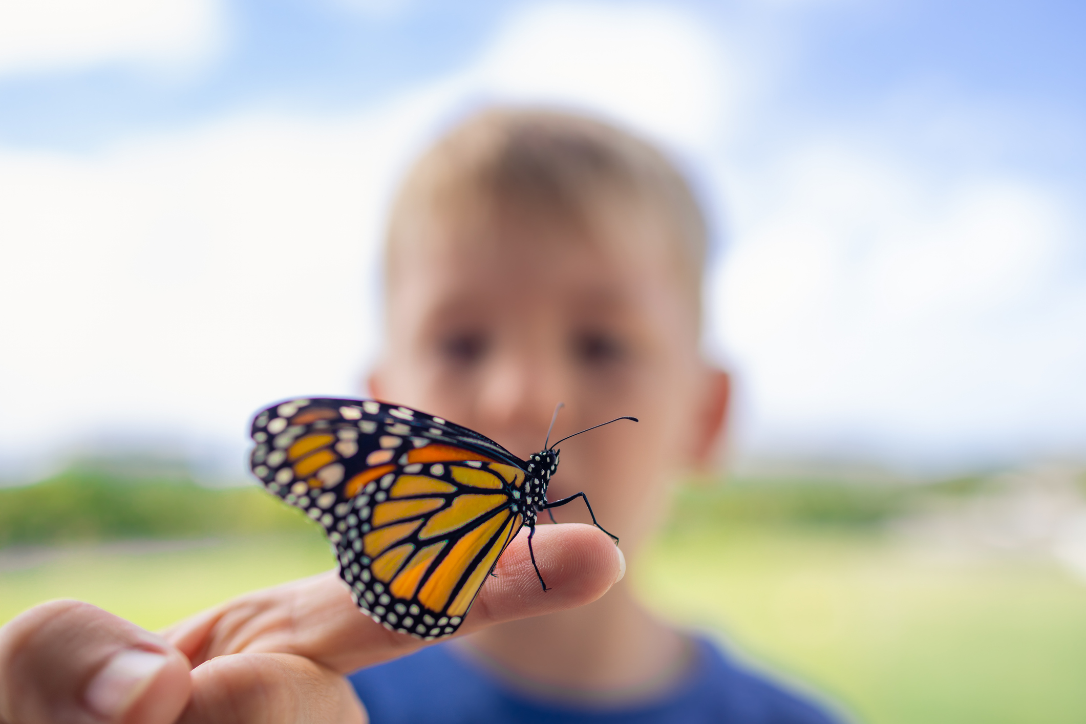 butterfly