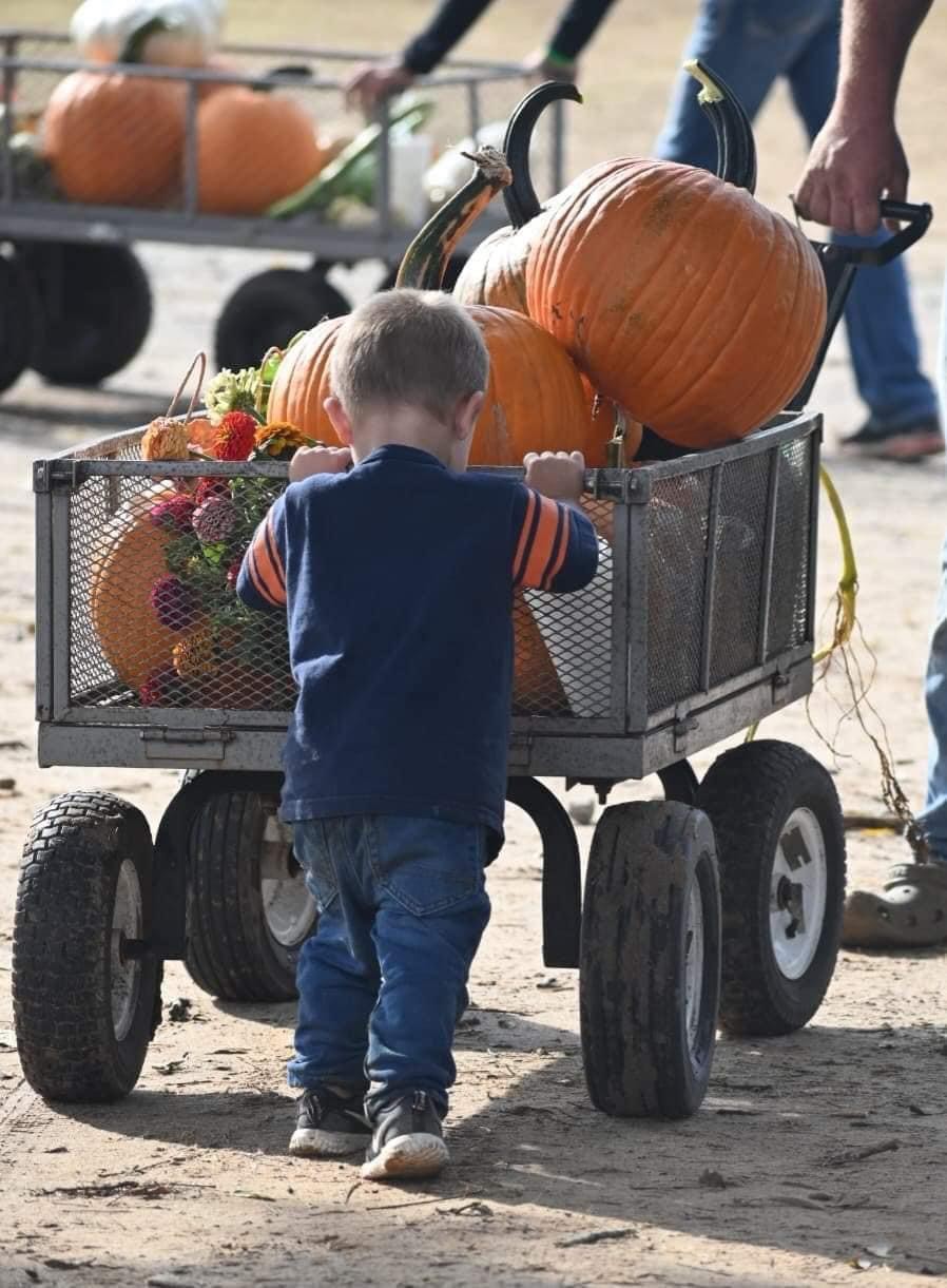 images/galleries/boy-push-pumpkins.jpg#joomlaImage://local-images/galleries/boy-push-pumpkins.jpg?width=898&height=1221