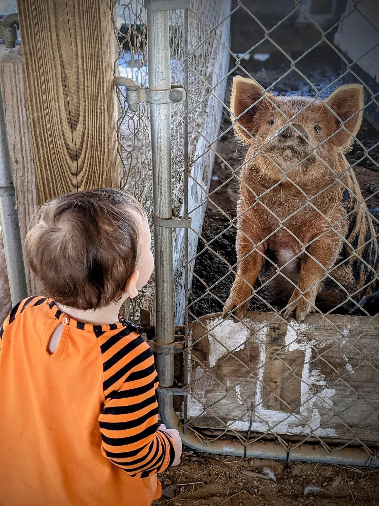 images/galleries/pig-toddler.jpg#joomlaImage://local-images/galleries/pig-toddler.jpg?width=1536&height=2048